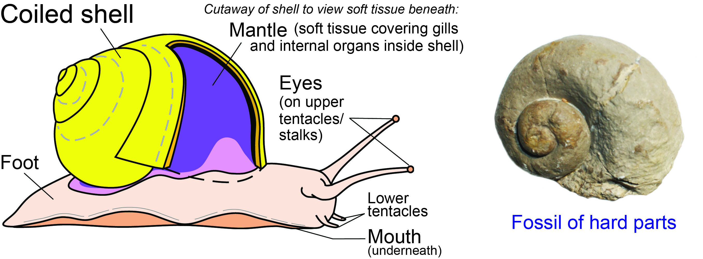 General anatomy of a gastropod. Only the shell is usually fossilized. 
